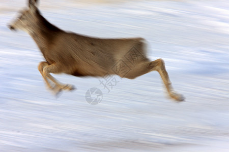 冬季白尾鹿毛皮动物荒野白色季节性牛角驯鹿哺乳动物野生动物季节背景图片