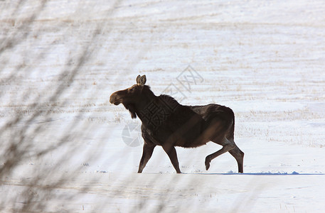 加拿大公司野生动物天气动物白色季节牛角背景图片