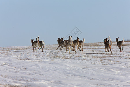 加拿大冬季的鹿背景图片