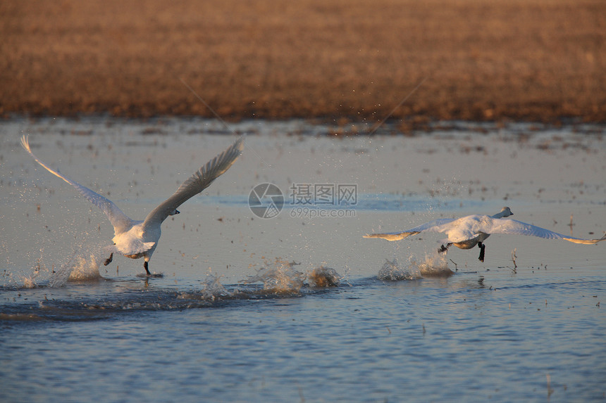 Swans在加拿大萨斯喀彻温飞行中起飞天鹅羽毛白色黑色翅膀天空野生动物蓝色动物鸭子图片