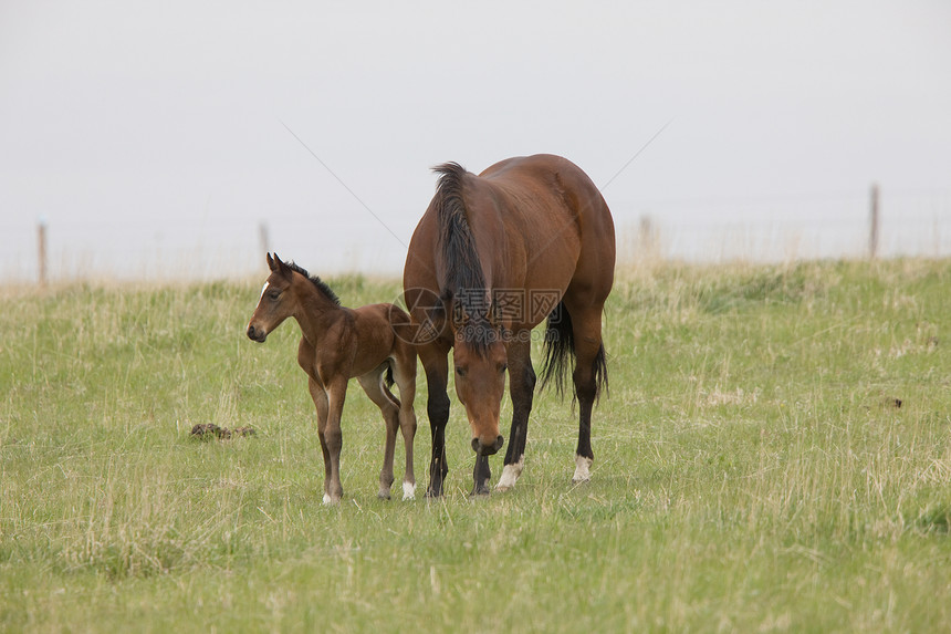 加拿大萨斯喀彻温省Pasture的马和Colt动物母亲赌注良种马术感情投注场地牧场运动图片