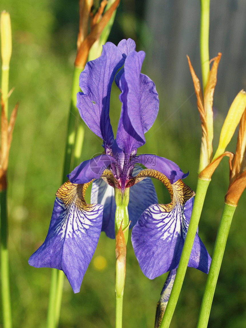 西伯利亚爱丽丝紫花朵花管雌蕊花粉鸢尾植物土壤绿色花瓣花萼蓝色图片