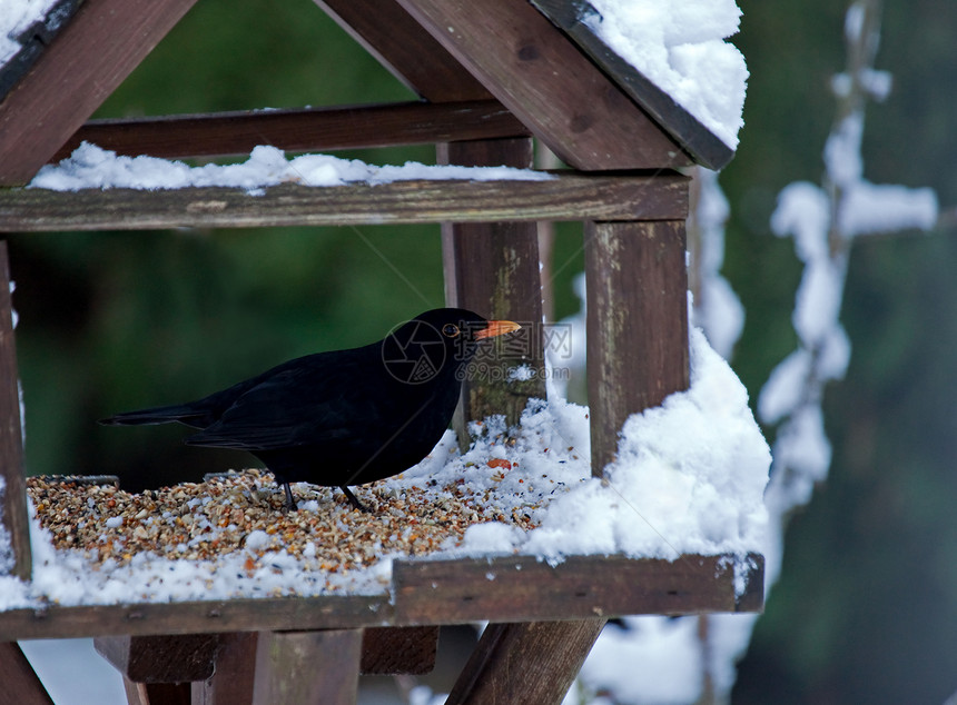 积雪中常见的黑鸟图片