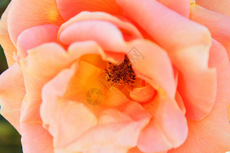 玫瑰花瓣花园粉色植物植物群背景图片