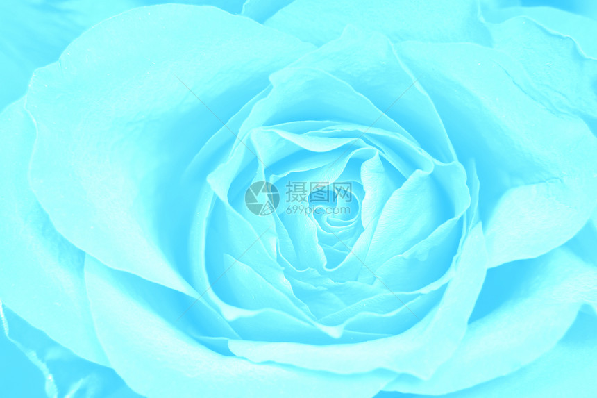 玫瑰蓝背景粉色飞沫花瓣美丽礼物宏观白色植物图片