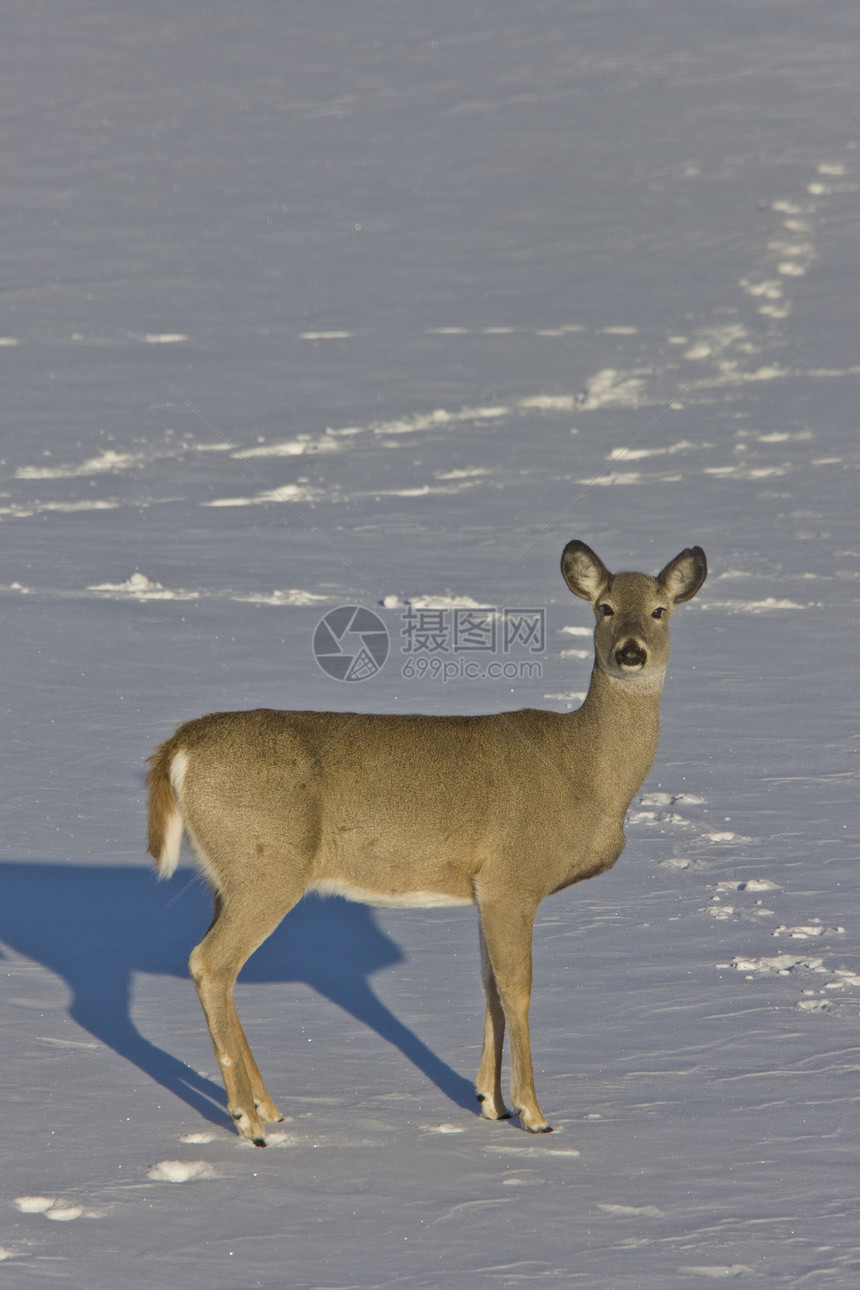 白尾鹿毛皮动物棕色场地男性警报哺乳动物鹿角喇叭环境图片