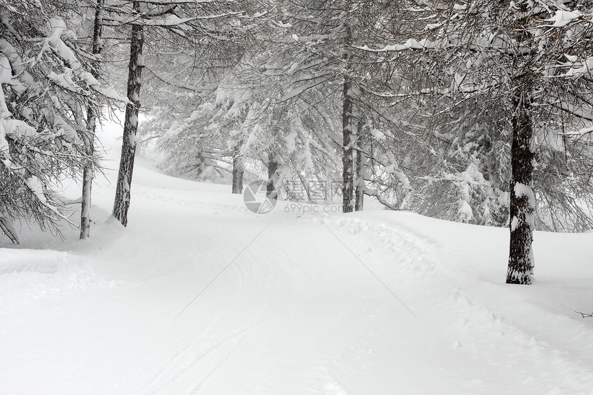 冬季森林踪迹场景环境松树木头远足情绪风景树木冻结图片