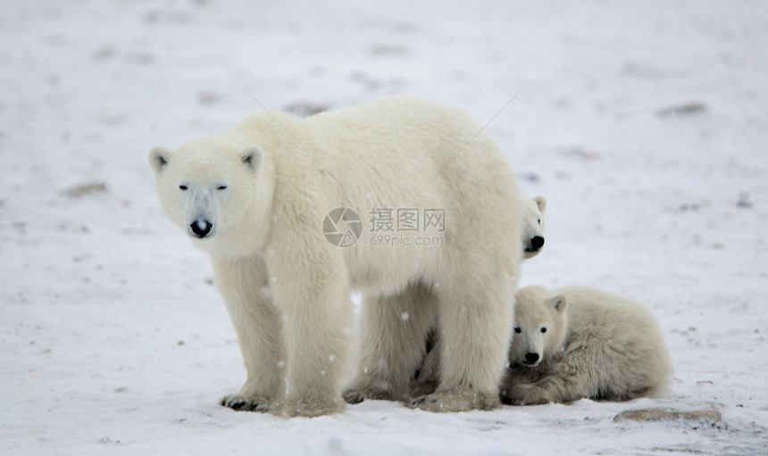 北极熊与幼崽母亲爪子捕食者母性婴儿天气生物哺乳动物幼兽孩子们图片