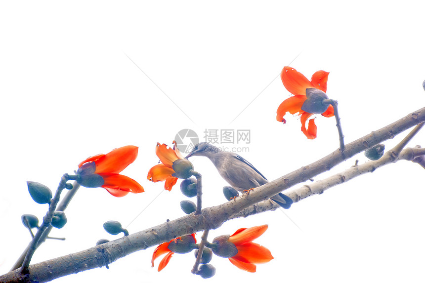 鸟儿在红卡波克休息花园黄色红色花朵雌蕊食物鸟类图片