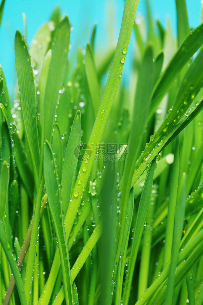 青绿新绿草场地牧场草地生态地面植物花园风景墙纸快乐图片