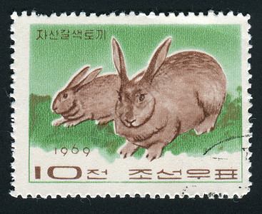 兔子邮票邮票邮戳动物象形兔子灰色集邮邮政信封收集邮局背景
