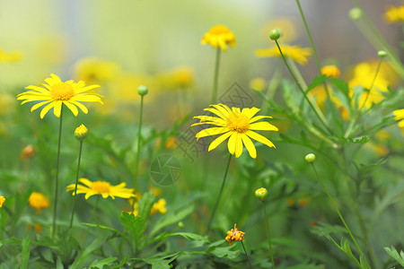 黄黄色花朵花瓣雄蕊灌木植物学花园植物圆圈树叶花粉种子金的高清图片素材