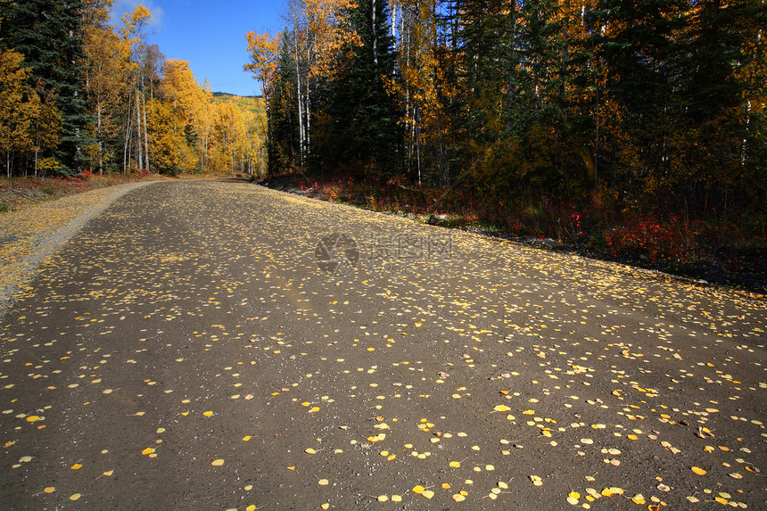 不列颠哥伦比亚省北部公路上的秋色森林水平灌木丛松树植物落叶树叶场景蓝天风景图片