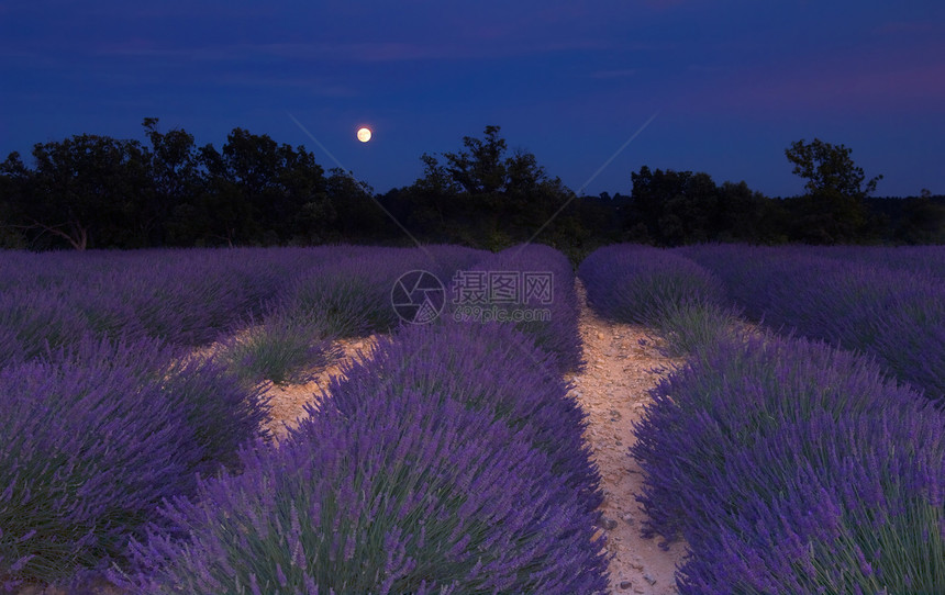 普罗旺斯的紫色田地 在月光下图片
