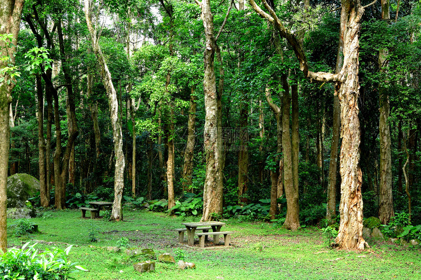 森林娱乐雨林树干风景荒野阳光公园季节射线热带图片