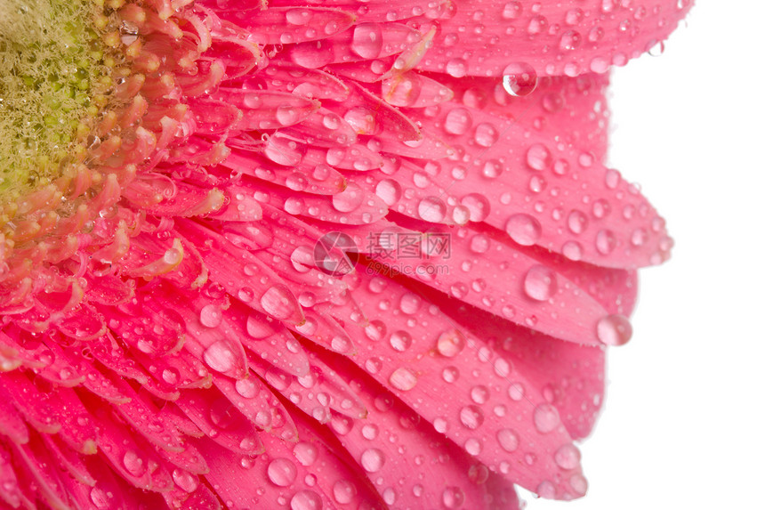 粉红色有水滴的gerbera脆弱性雌蕊宏观格柏植物粉色花瓣白色图片