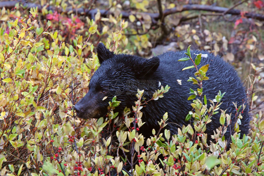 不列颠哥伦比亚省高速公路沿线的黑熊毛皮育肥水平昆虫动物哺乳动物食肉野生动物动物群食草图片