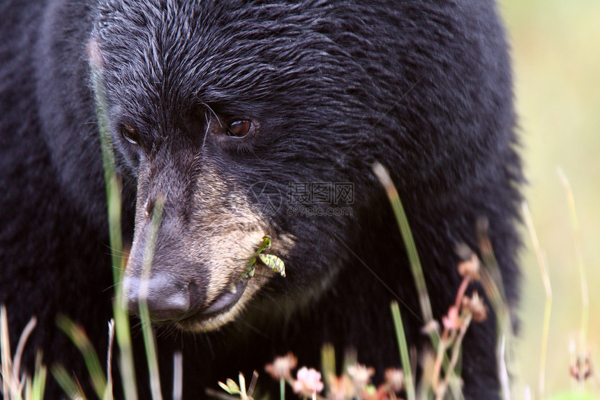 不列颠哥伦比亚省高速公路沿线的黑熊动物群毛皮动物食草野生动物昆虫育肥哺乳动物食肉水平图片