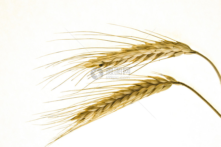 小麦白麦稻草收成粮食谷物种子植物农业宏观营养黄色图片