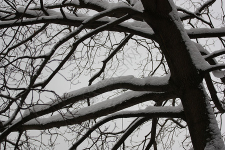 冬季的树白色公园森林植物薄片背景图片