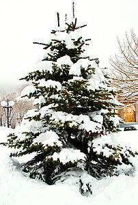 白雪覆盖的毛皮树绿色毛皮背景图片