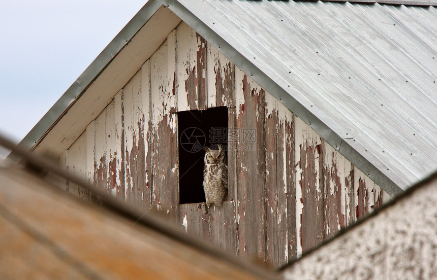 大角猫头鹰夹在谷仓窗口中野生动物风景保护国家荒野条纹农村水平窗户动物图片