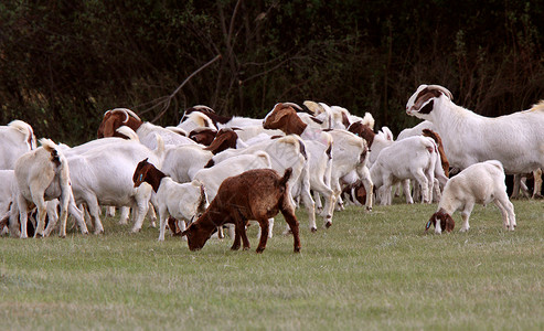 牧中的山羊群背景图片