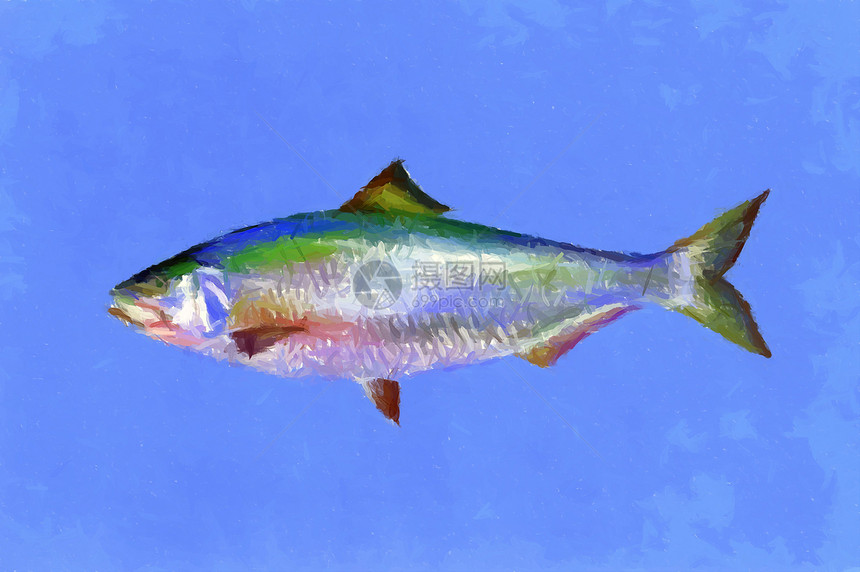 鱼热带海鲜白色蓝色插图钓鱼野生动物水族馆海洋游泳图片
