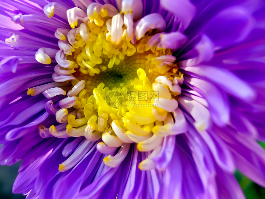 达利亚语Name花朵美丽橙子花瓣植物紫色金盏花宏观叶子园艺图片