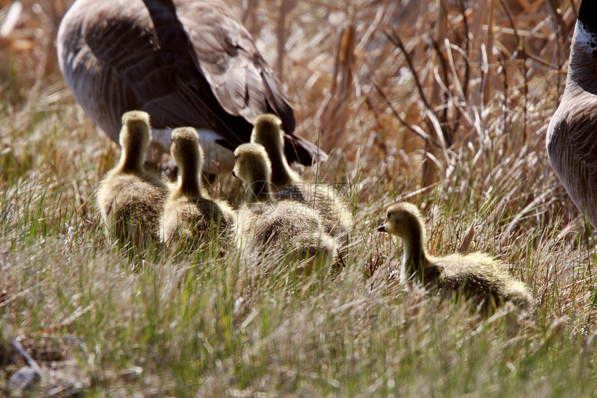 尾随加拿大的戈斯人水禽父母乡村家庭农村野生动物风景动物群小鸡荒野图片