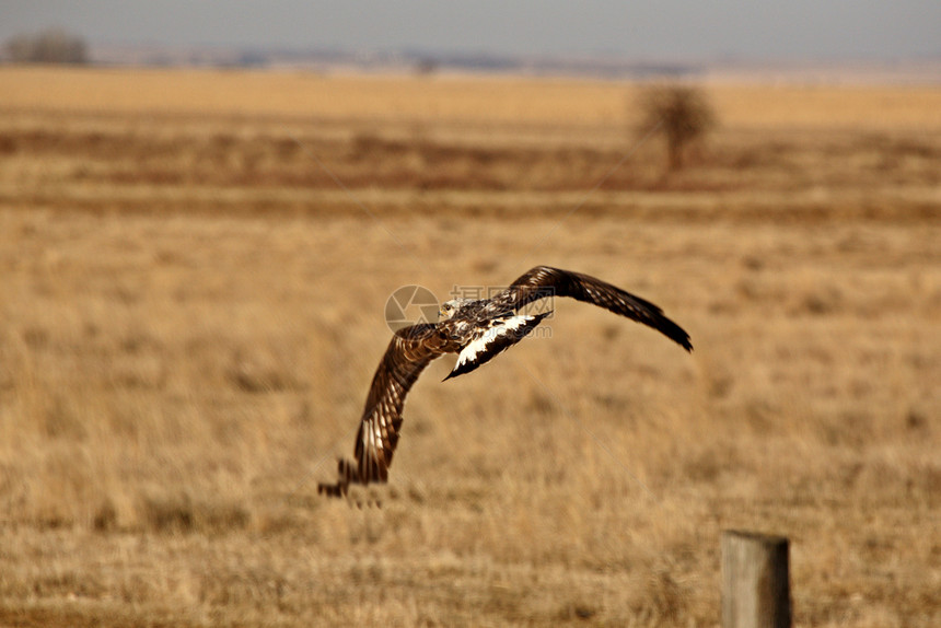 从栅栏哨所飞来的哈霍克翅膀栖息地野生动物场景动物荒野翼展受保护动物群飞行图片