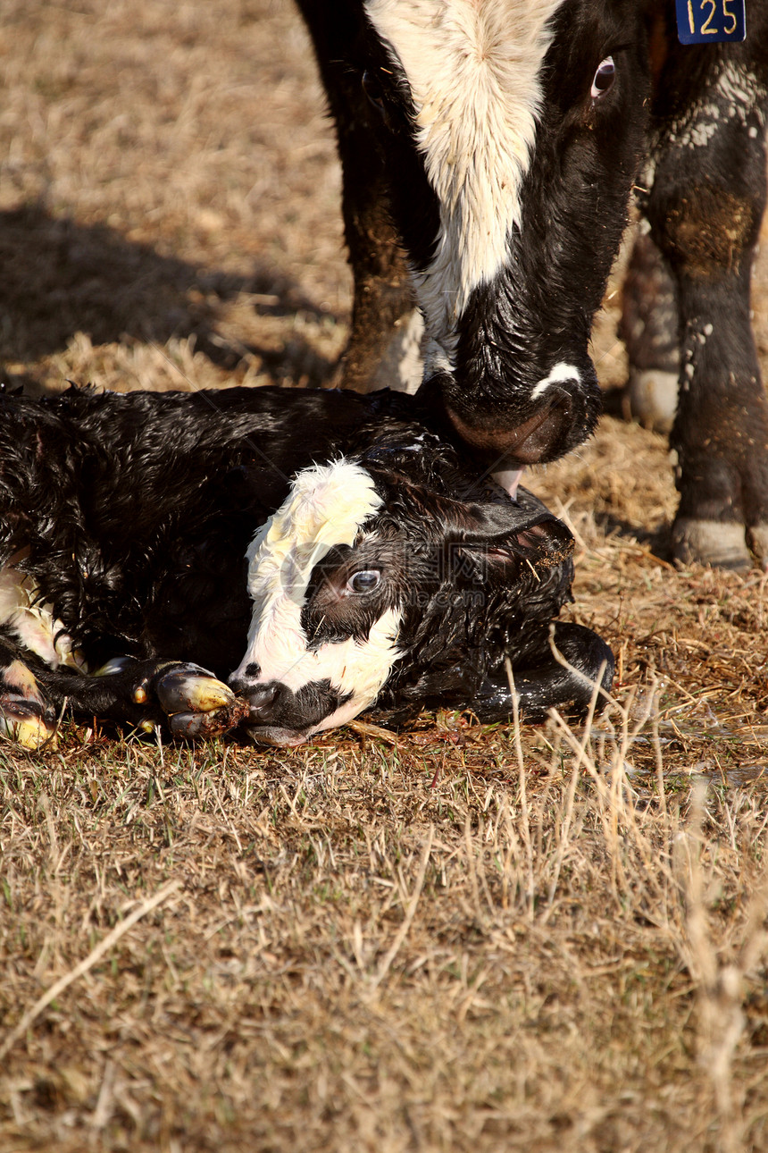 新生儿小牛被母亲舔干净产业农业乡村旅行动物牛肉奶牛场景农村农场图片