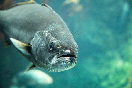 游戏鱼水生生物海上生活海洋生物背景图片