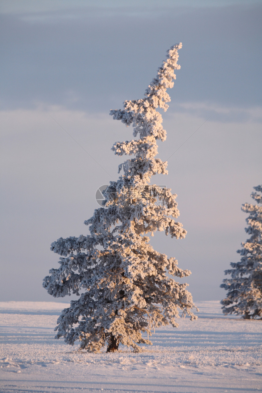 冰霜覆盖的斯普鲁斯树图片