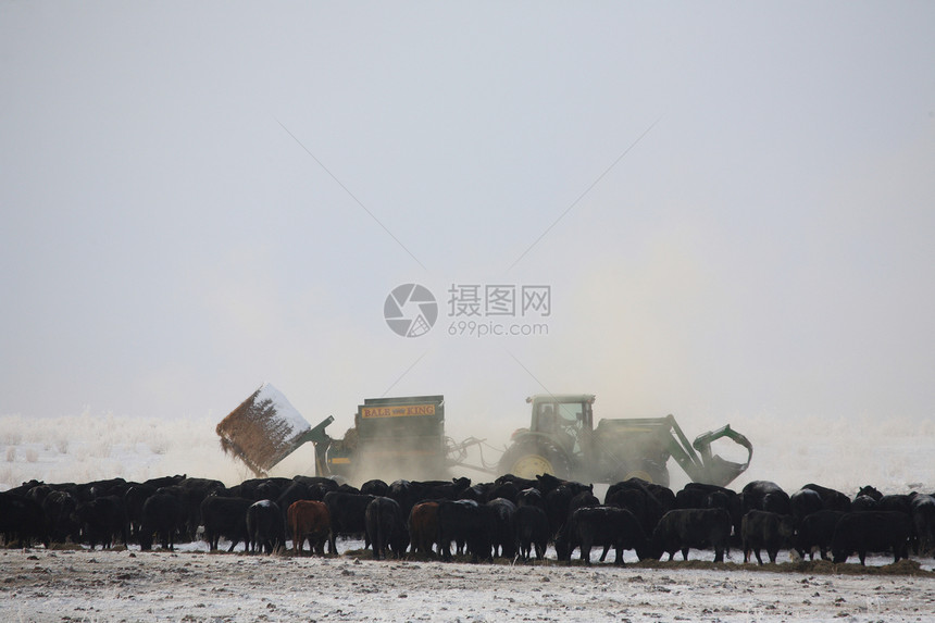 冬季喂养牲畜图片