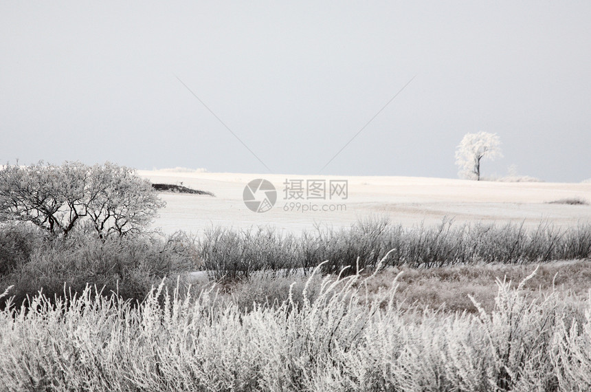 寒霜覆盖了冬天的树木和草丛图片