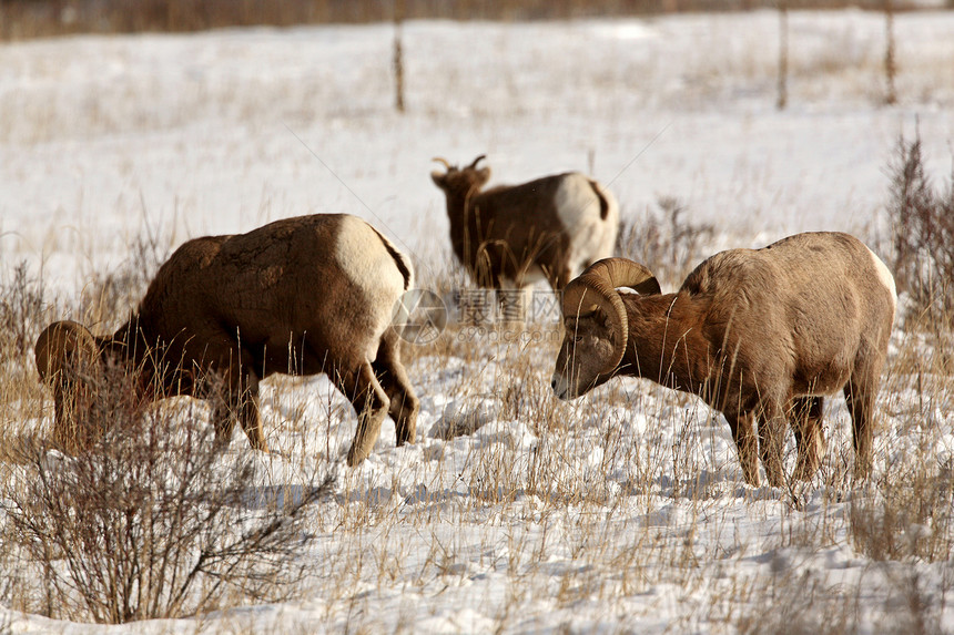 冬天的大角羊新世界内存野生动物哺乳动物环境物种牛角动物群风景水平图片