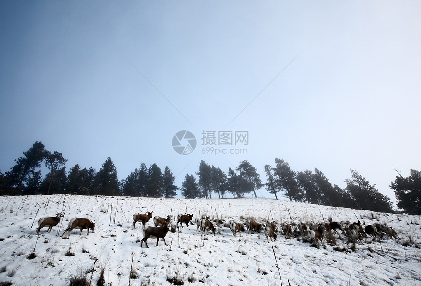 冬天的大角羊物种内存野生动物新世界动物荒野栖息地环境哺乳动物风景图片