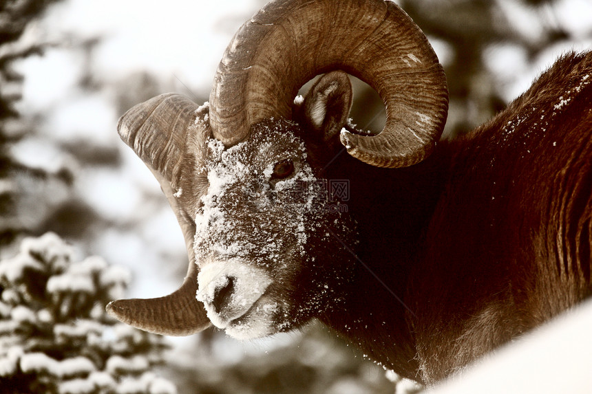 冬天的大角羊野生动物水平牛角内存哺乳动物新世界动物栖息地物种动物群图片