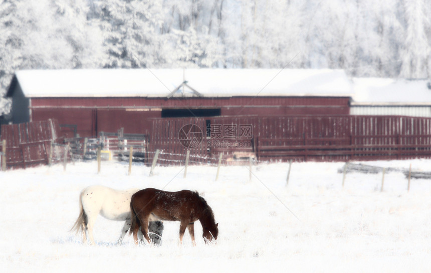 在冬季牧场放牧的马匹图片