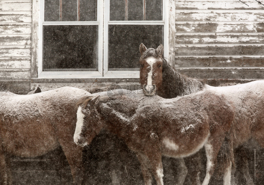 冬天的马匹动物乡村旅行水平下雪牧场庇护所场景农场农村图片