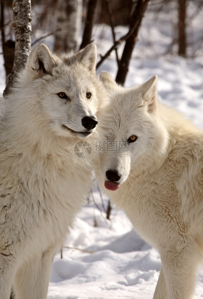 冬季北极野狼哺乳动物野生动物新世界捕食者乡村动物群动物环境食肉栖息地图片