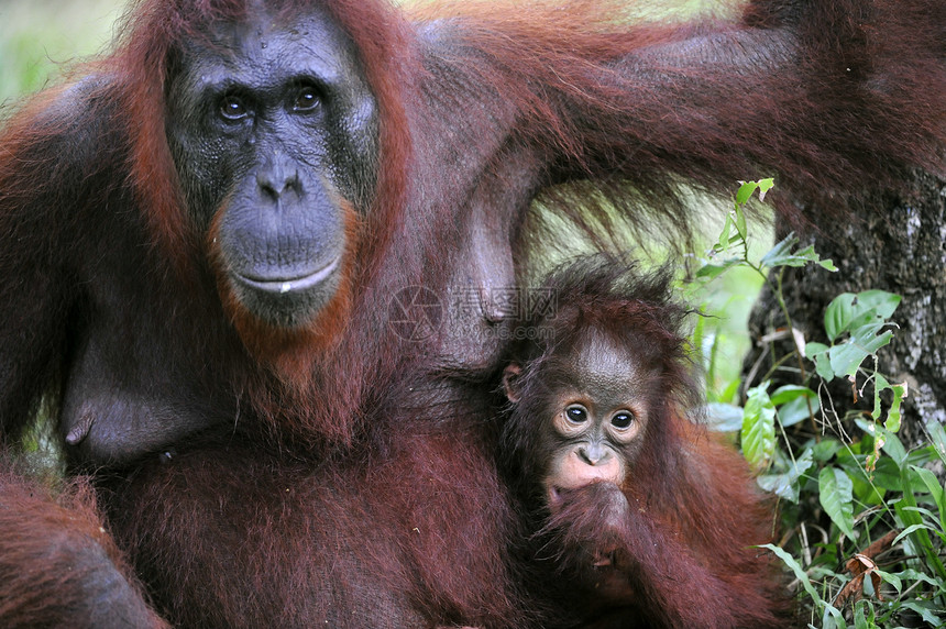 一只有婴儿的猩猩雌性丛林野生动物雨林森林幼兽少年母性灵长类原始人濒危图片
