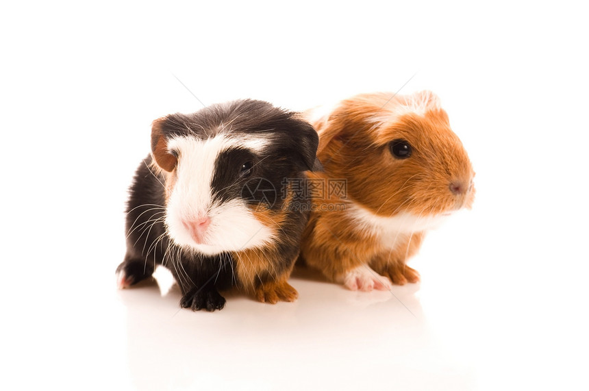 婴儿实验猪动物宏观耳朵红色宠物头发毛皮棕色白色沙鼠图片