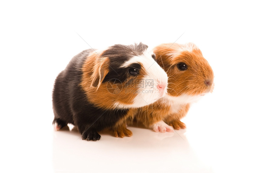 婴儿实验猪哺乳动物胡须耳朵爪子新生棕色宏观鼻子仓鼠沙鼠图片