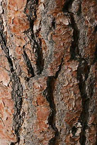 树皮植物植物群木头背景图片