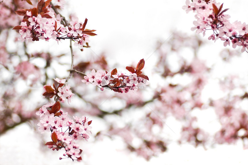 春初的粉红樱花花樱花生活季节性分支机构生长季节粉色图片