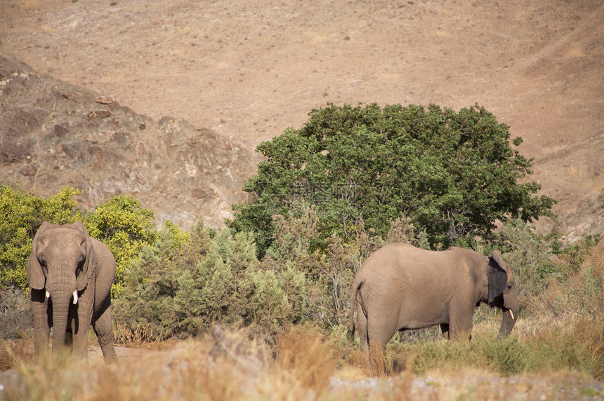 大象类国家组幼兽沙漠摄影黄色树干灰色野生动物草食性哺乳动物科兰图片