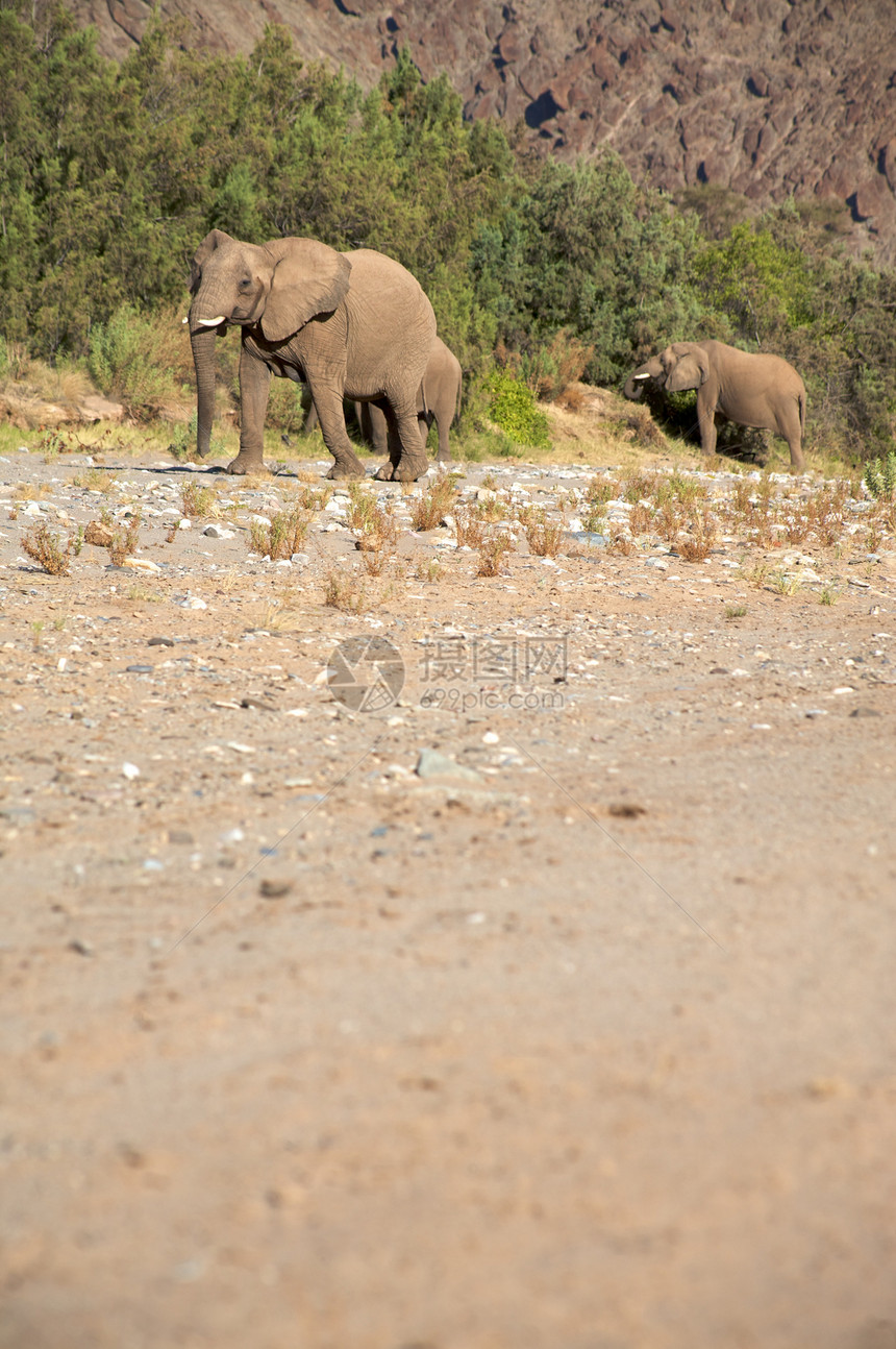 大象类国家组黄色动物幼兽科兰灰色野生动物野外动物家族草食性摄影图片