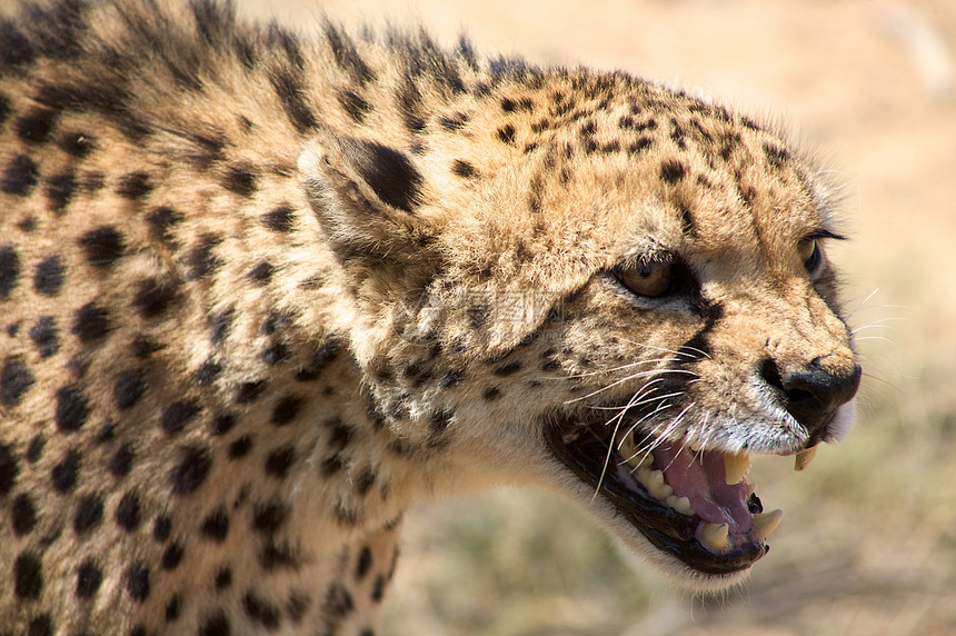 Cheetha寻找食物毛皮荒野哺乳动物食肉野生动物猫科猎豹速度动物打猎图片